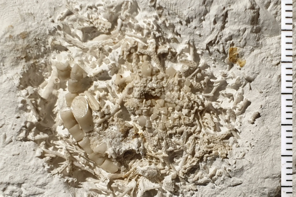 ‘Truly unusual’ fossil discovery shows us what fish ate 66 million years ago